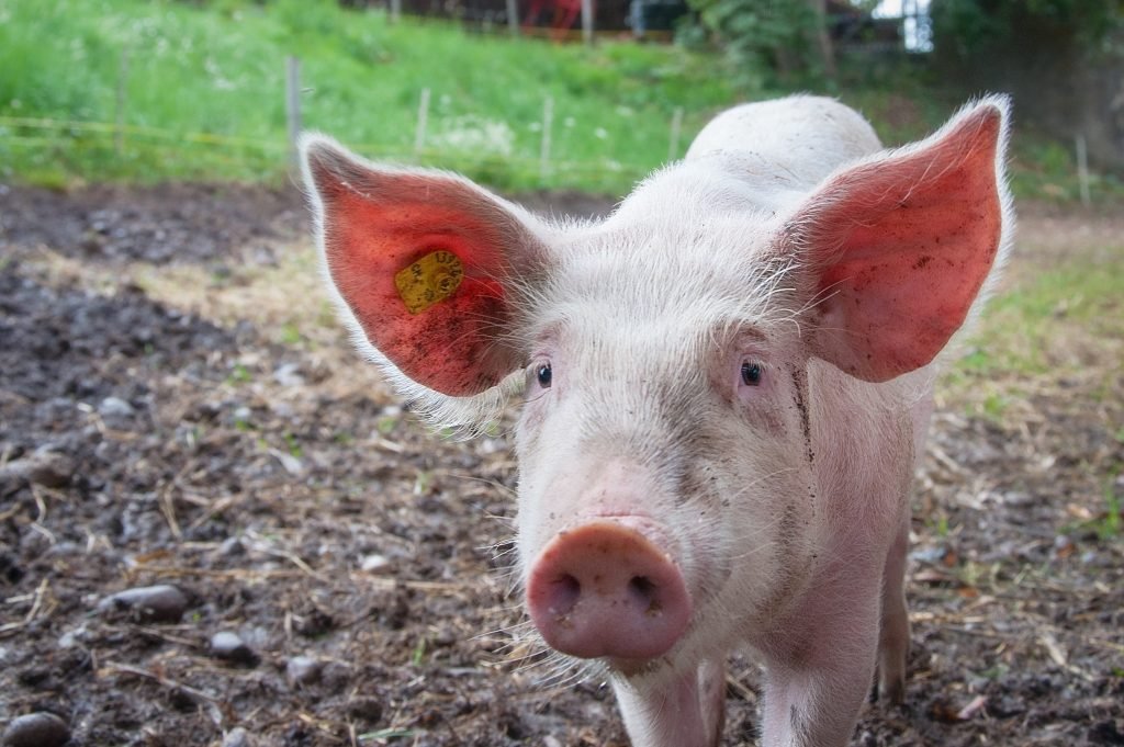 domestic-pig-vertebrate-mammal-suidae-pig’s-ear-snout-1622281-pxhere.com