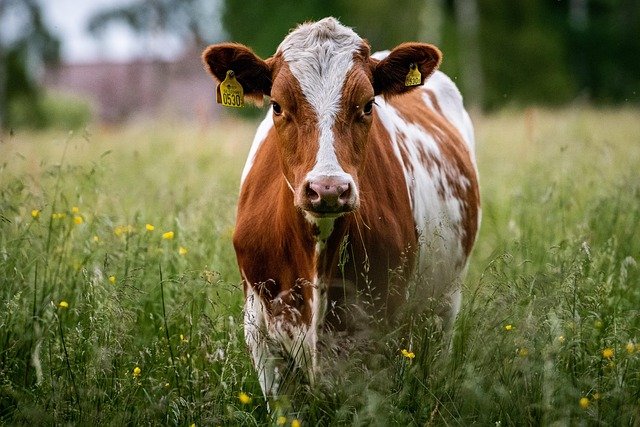 gado; vaca. Foto: Pixabay