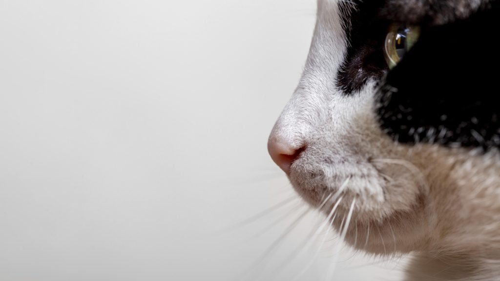 Gato. Foto: Freepik