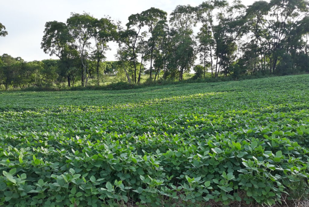 Plantação_de_Soja_em_Novo_Barreiro